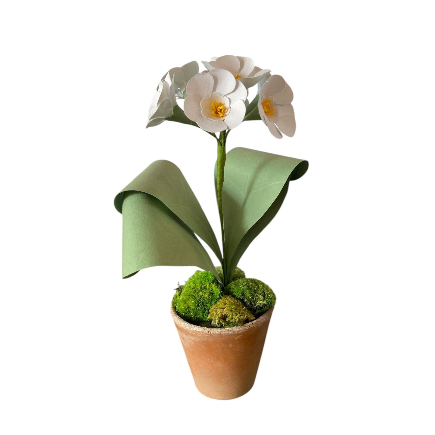 Auricula White