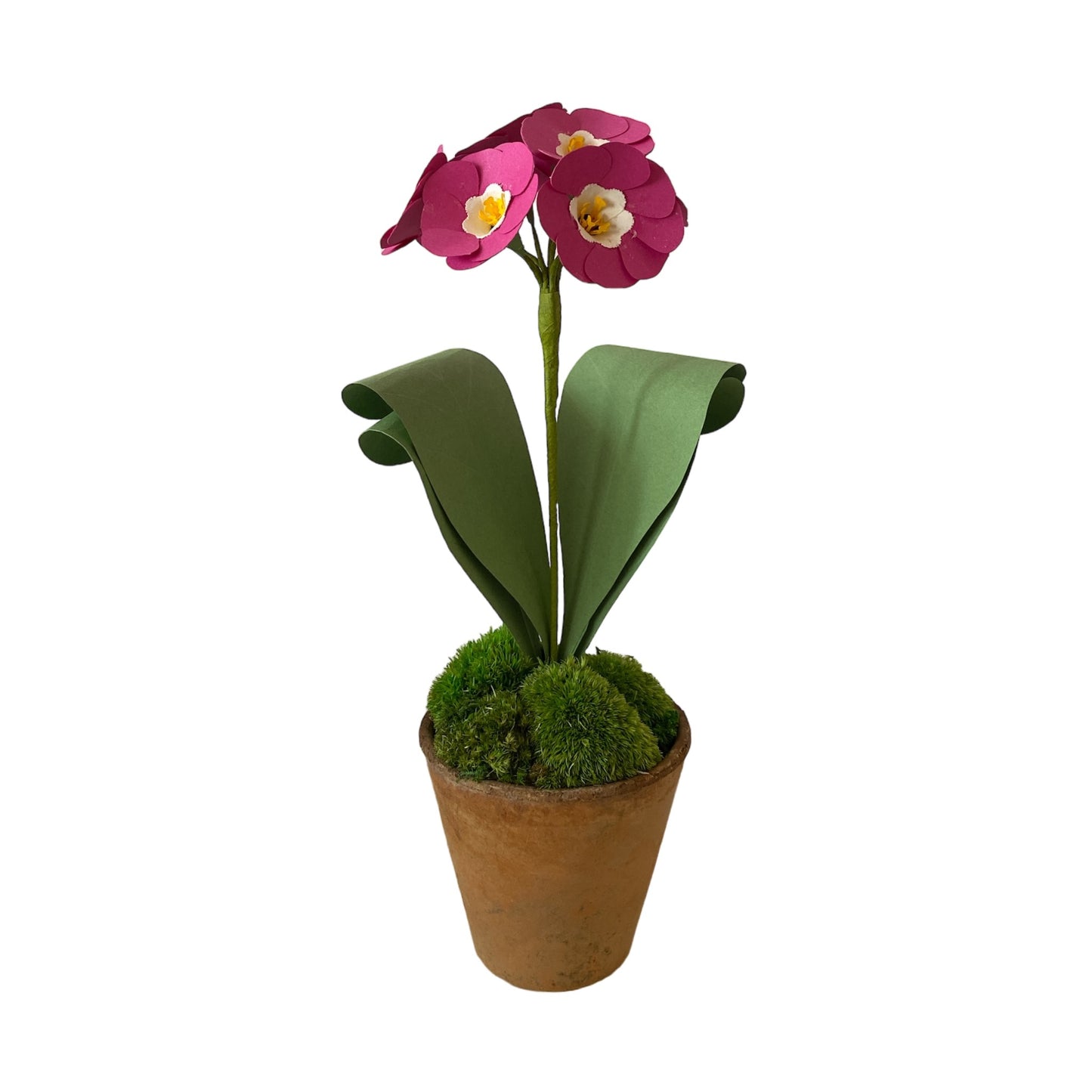 Auricula Magenta