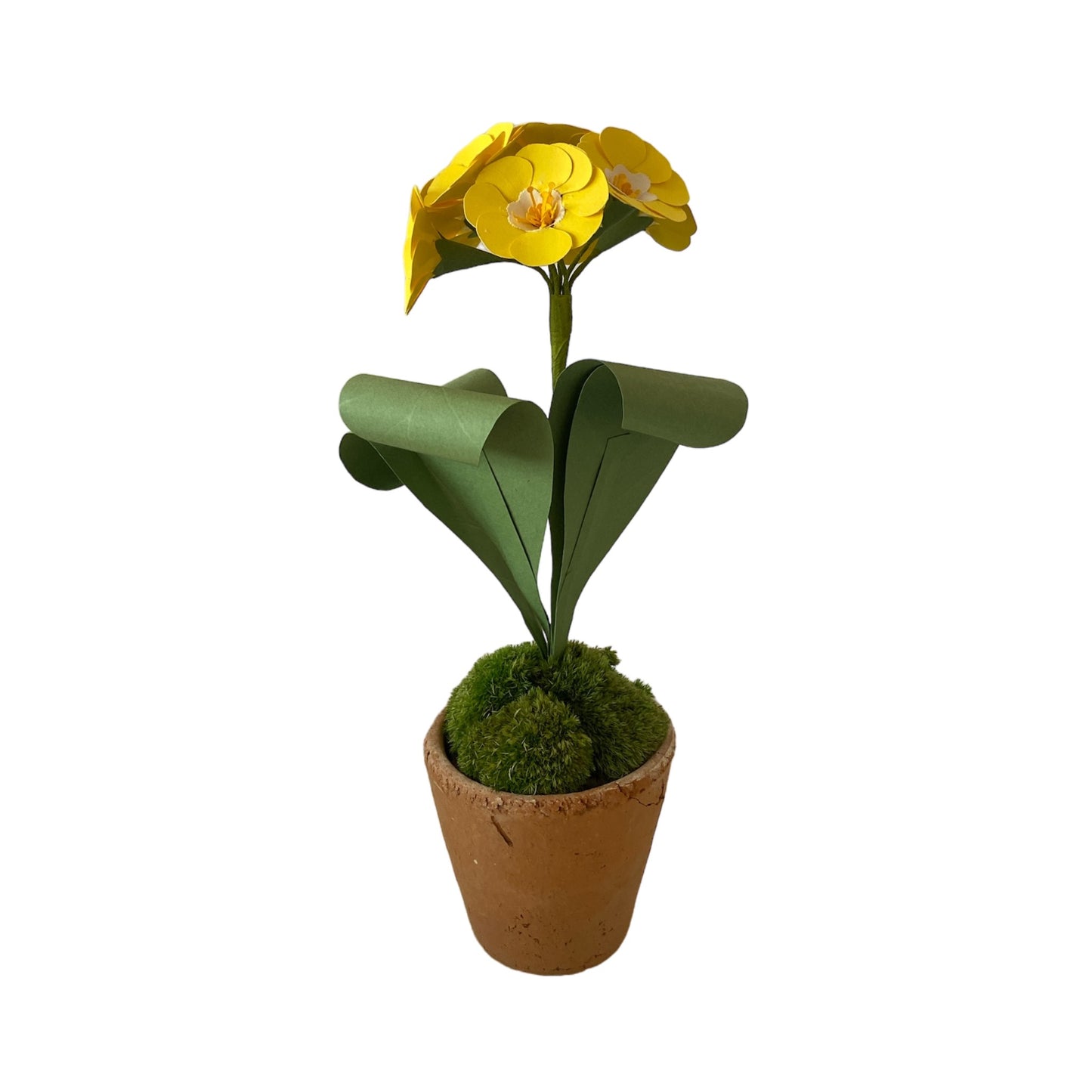 Auricula Yellow