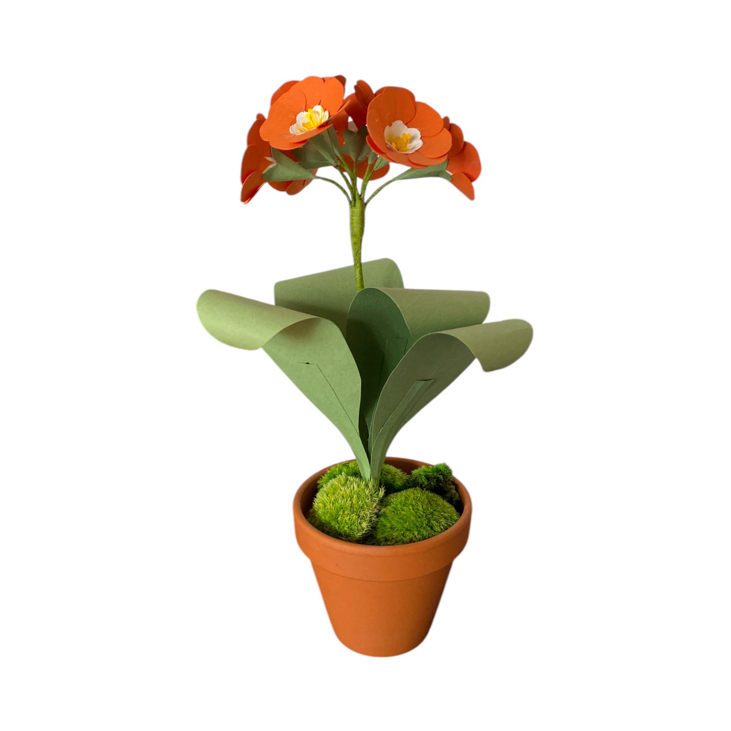 Auricula Orange