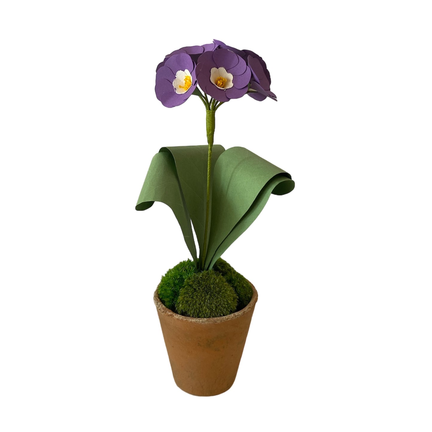 Auriculas Purple