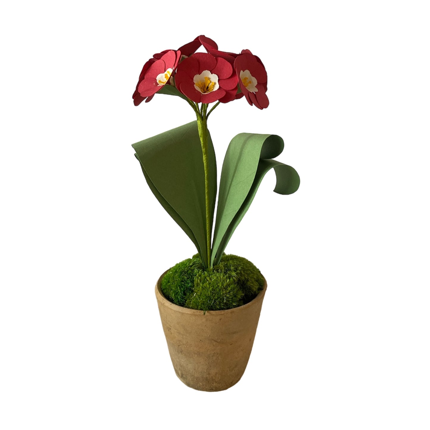 Auriculas Red