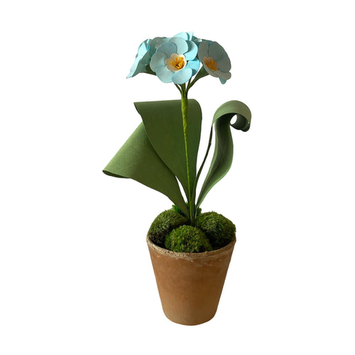 Auricula Light Blue