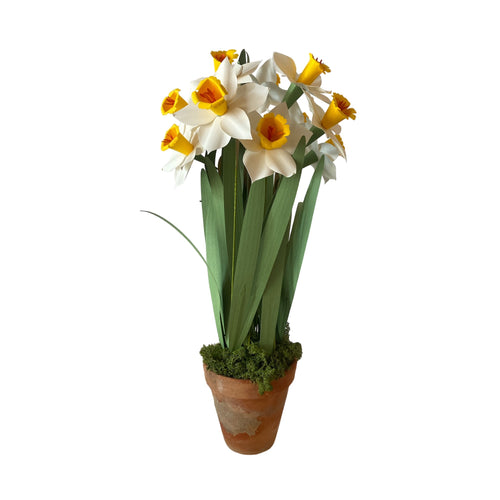 Daffodils White